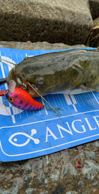 武庫川河川敷ナマズゲーム