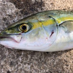 暴風の中、回遊タイミングでの積み上げ^_^