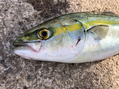 暴風の中、回遊タイミングでの積み上げ^_^