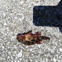 子供と一緒にチョイ投げる