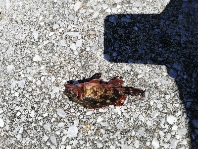 子供と一緒にチョイ投げる