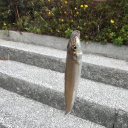 ちょい投げでキス