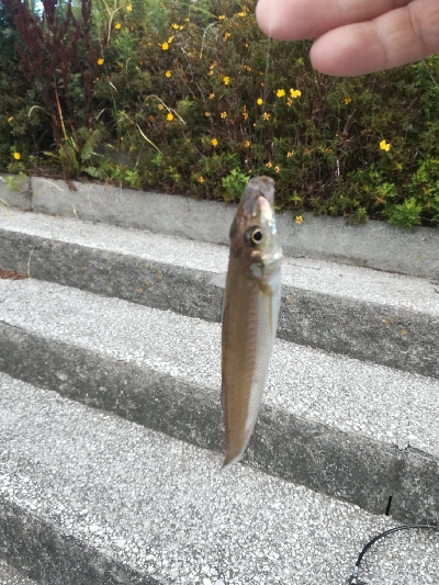 ちょい投げでキス