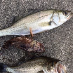 雨上がり後のエビ撒きに期待
