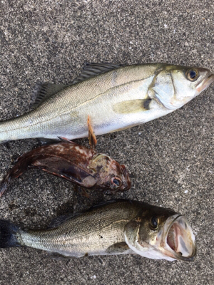 雨上がり後のエビ撒きに期待