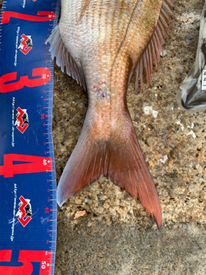 玉野 六郎島 沖磯フカセ