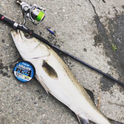 埠頭デイシーバス 極太シーバス