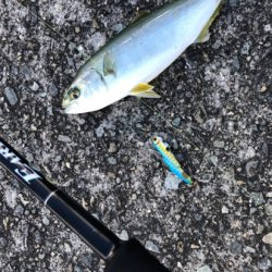 マズメはずしのデイゲーム