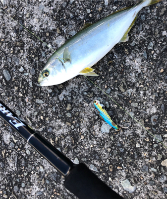 マズメはずしのデイゲーム