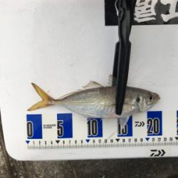 タチウオ狙いのはずが