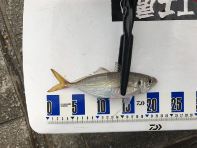 タチウオ狙いのはずが