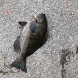 波止で五目釣り