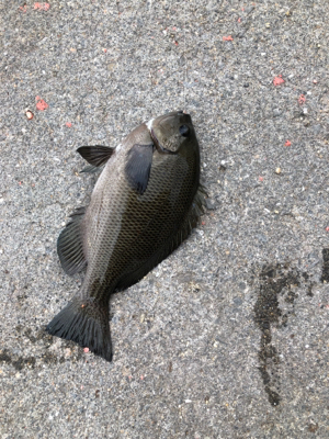 波止で五目釣り