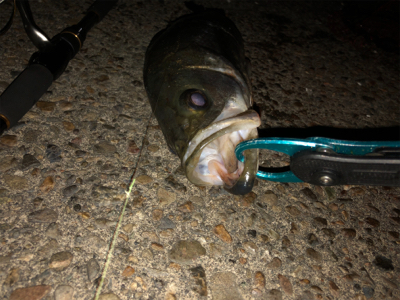 やっと釣れた