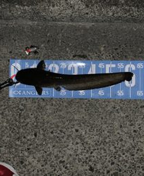 早朝ナマズゲーム