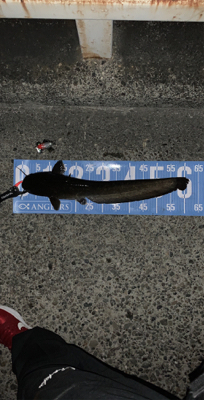 早朝ナマズゲーム