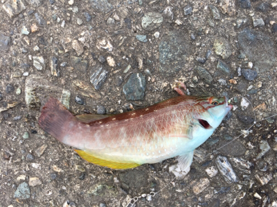 ファミリーフィッシング