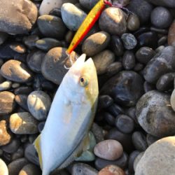 七里御浜ショアジギング