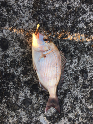 ショアジギのちエサ釣り