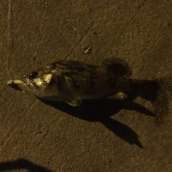 西鳥取漁港初釣行