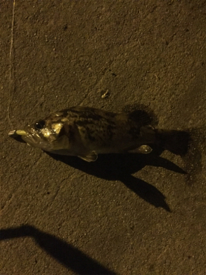 西鳥取漁港初釣行