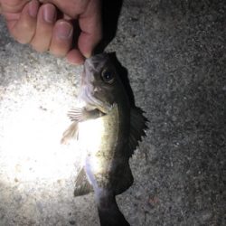 桂浜 メバル・アジ渋い…