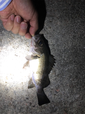 桂浜 メバル・アジ渋い…