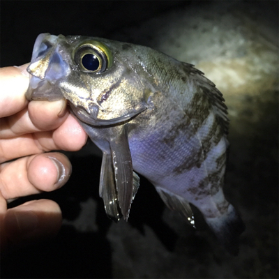 漁港でメバリング