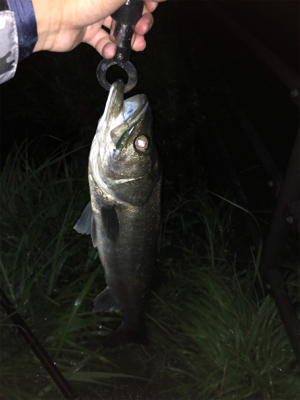 千葉河川シーバス