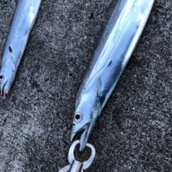 タチウオ連チャン！