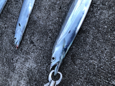 タチウオ連チャン！