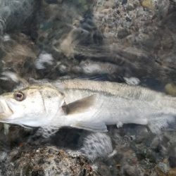 LSJ/アジンガー1800〜2045