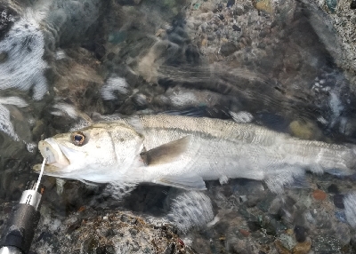 LSJ/アジンガー1800〜2045