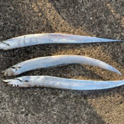 タチウオ大漁の予感