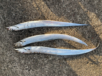 タチウオ大漁の予感