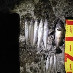 時津港ＩＮ　キス釣り+α