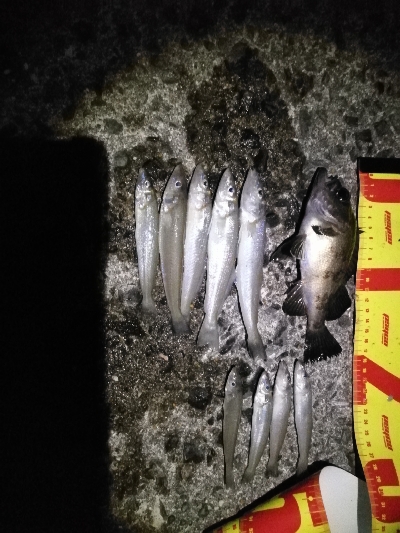 時津港ＩＮ　キス釣り+α