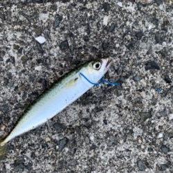 ライトゲーム!ショアジギ不発!