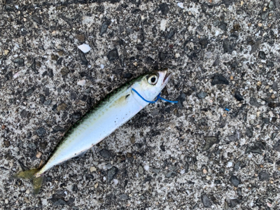 ライトゲーム!ショアジギ不発!