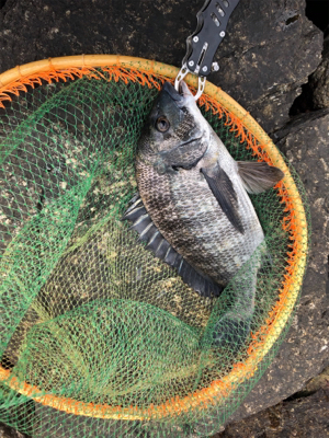 釣り馬鹿日和7日目