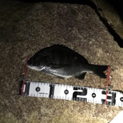 小さめですがチヌがヒット。