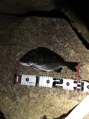 小さめですがチヌがヒット。