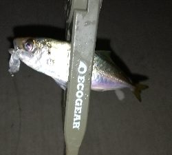 ナイトアジング