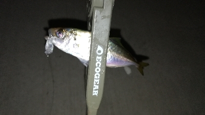 ナイトアジング