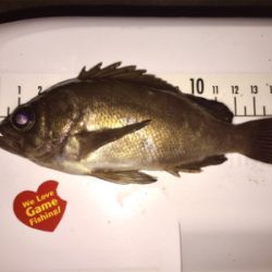 一週間ぶりのアジング