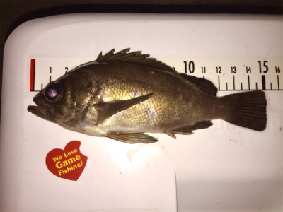 一週間ぶりのアジング