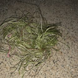 ふらっとフラットフィッシュ