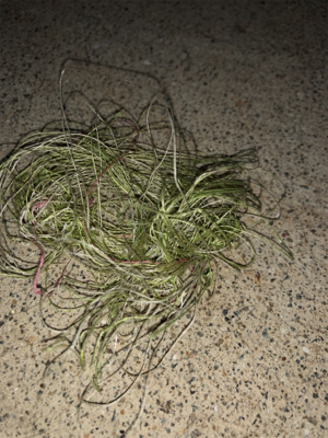 ふらっとフラットフィッシュ