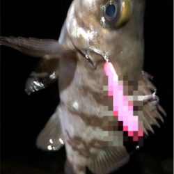 三目プラッキング