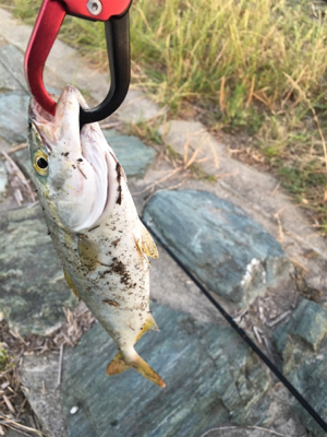 河口でのルアーゲーム